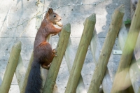 auf frischer Tat ertappt.jpg